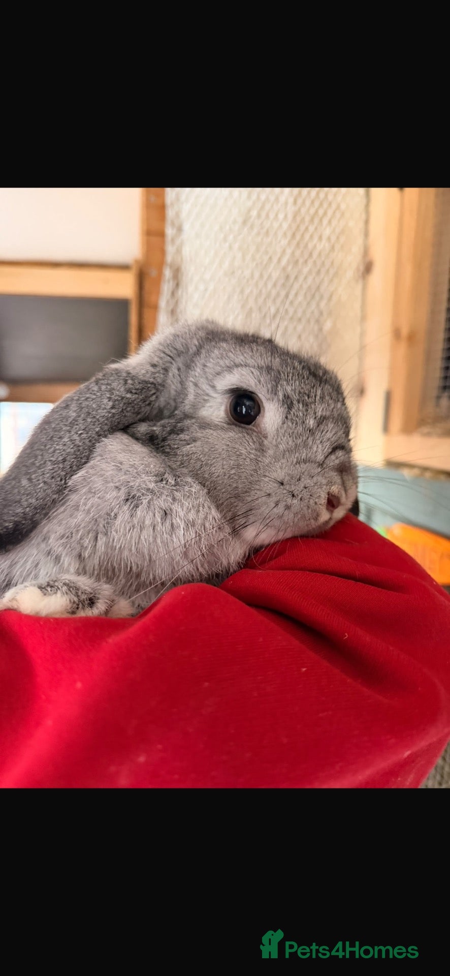Mini Lop rabbits for sale: Female chinchilla lop 🩶 - Advert 1