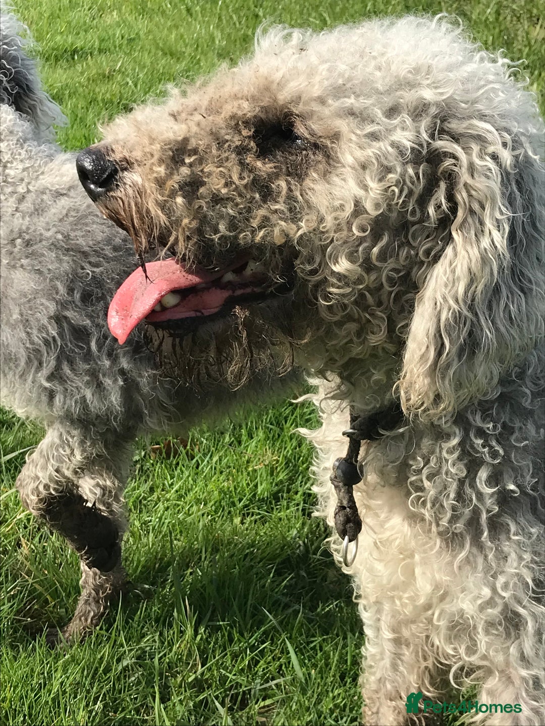 Bedlington Terrier dogs for stud: Bedlington terrier for std in Barnsley - Image 20