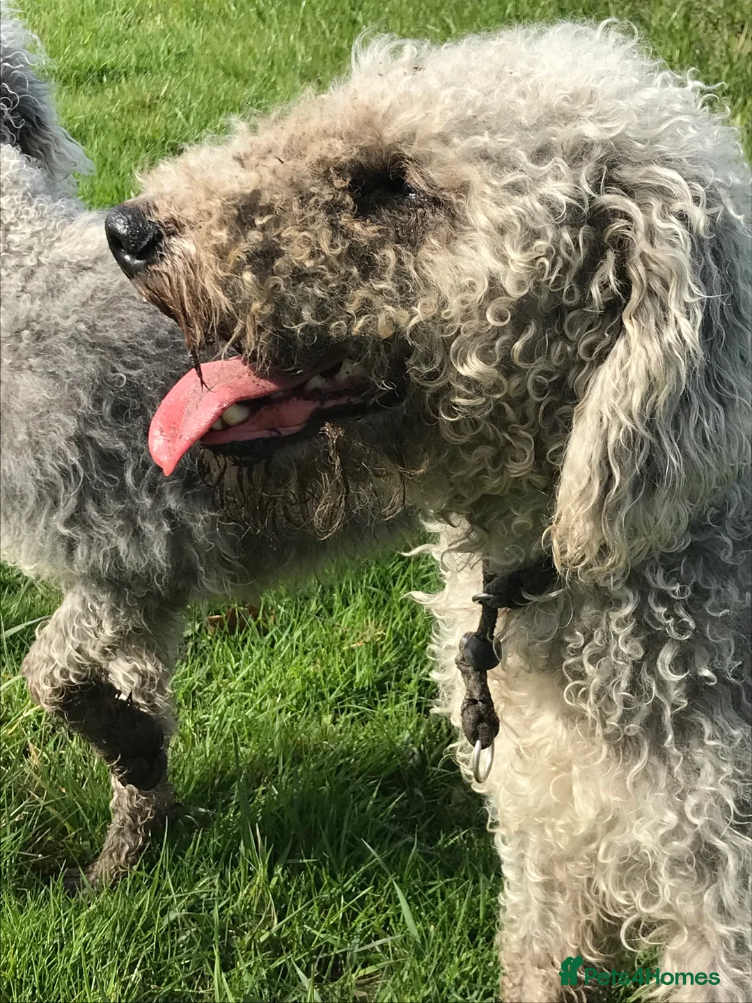 Bedlington Terrier dogs for stud: Bedlington terrier for std in Barnsley - Advert 20