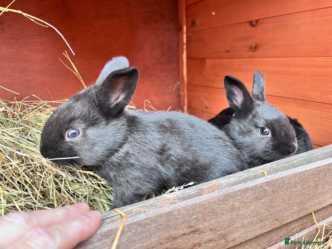 Mixed Breed rabbits for sale: English X New Zealand White babies - Image 1