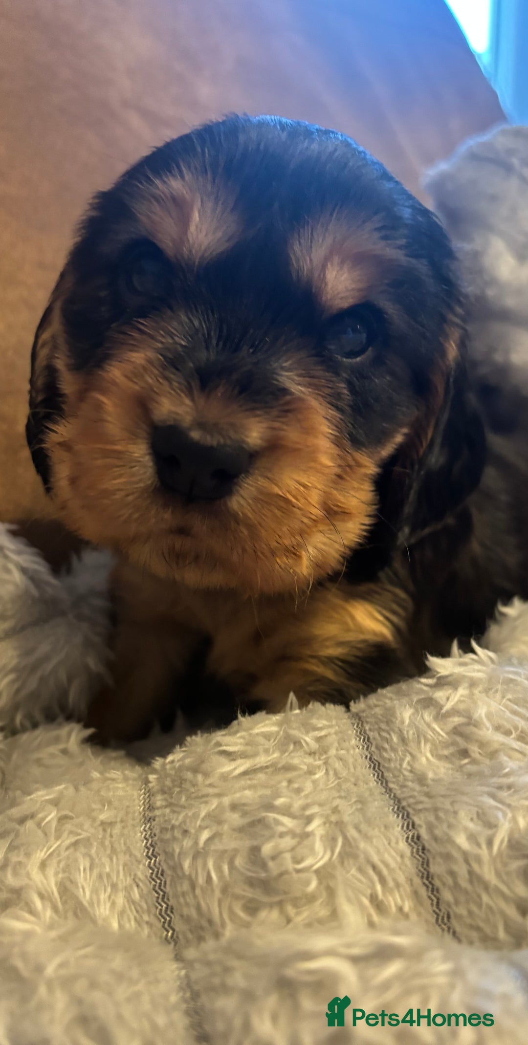 Cocker Spaniel dogs for sale: 3 beautiful kc reg show cocker spaniel puppies - Advert 2