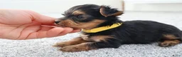 Yorkshire Terrier dogs for sale: Adorable Yorkshire Terrier Puppies 5 11.11.2026 - Advert 31
