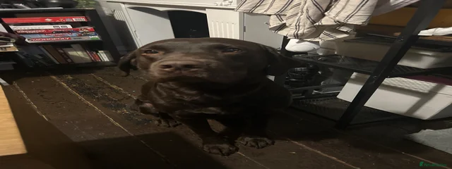 Rolo
