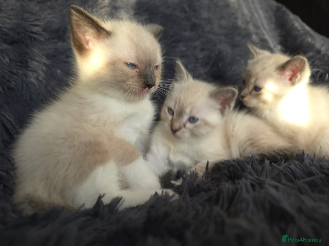 Ragdoll cats for sale: Ragdoll Cross Kittens  - Advert 2