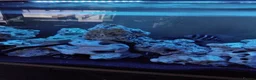 Cichlids fish for sale: 7 Nipimbi blue frontosa with set up - Advert 4
