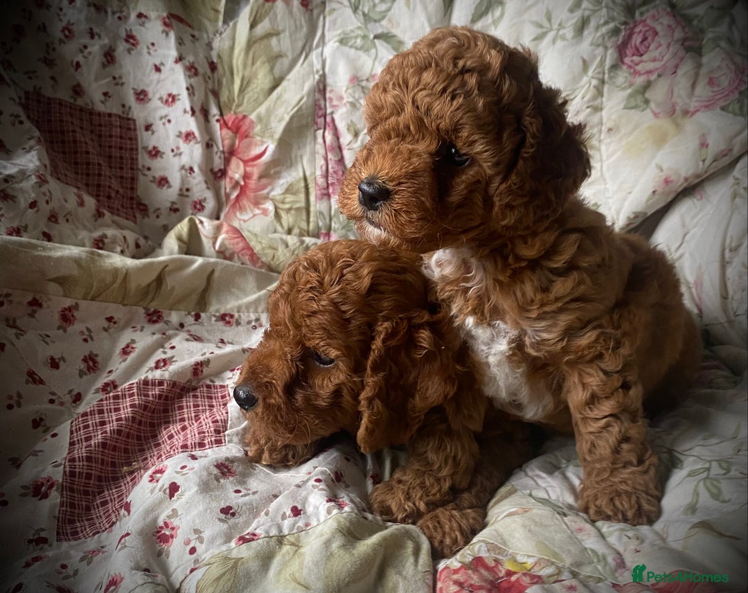 Cockapoo dogs for sale: Fabulous F1b Fox Red Cockapoo Health Cleared - Image 14