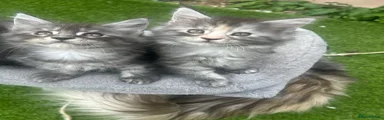 Maine Coon 4
