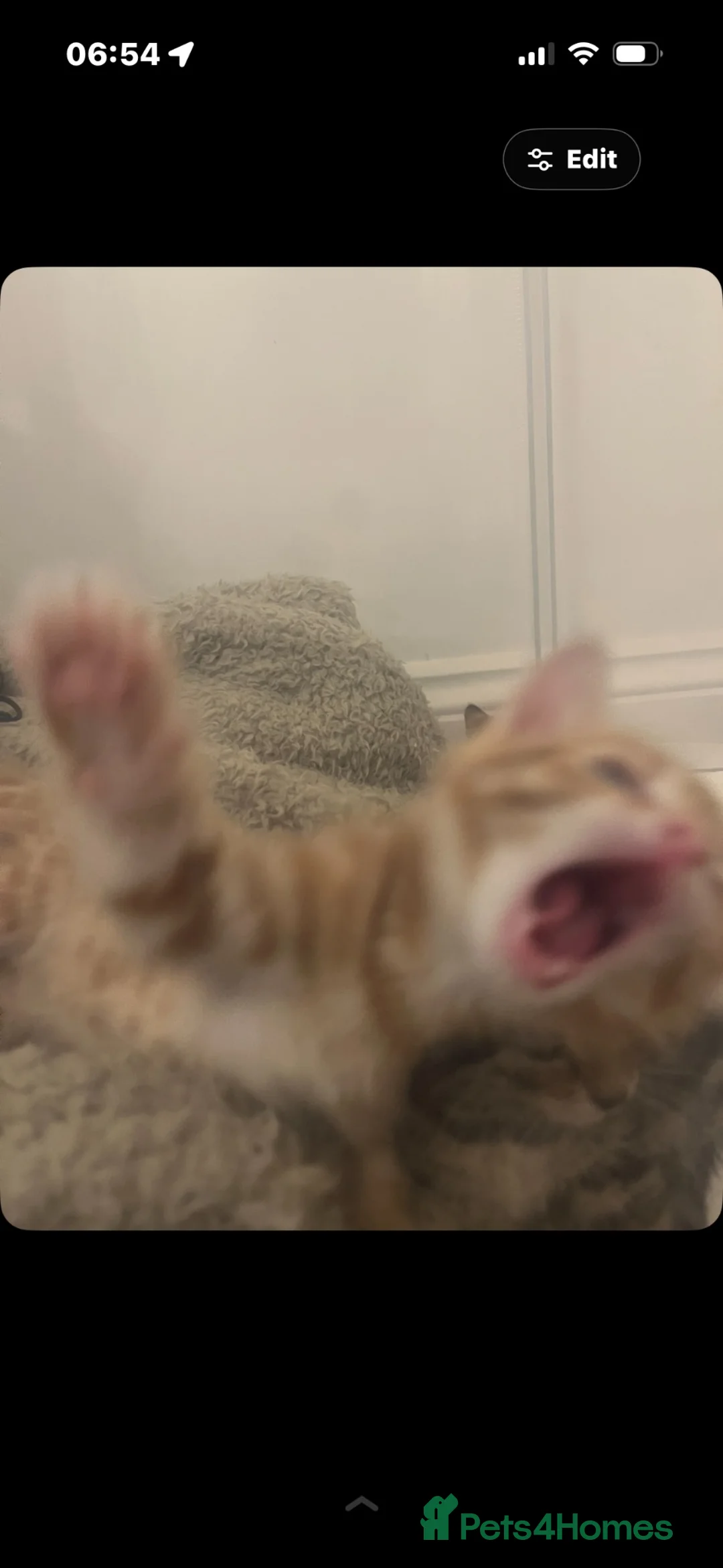 Mixed Breed cats for sale: Bengal mixed kittens for sale - Advert 2