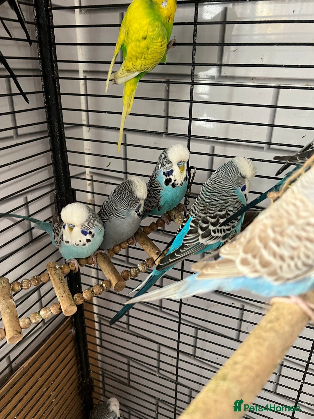 Budgerigars birds for sale: Colourful budgies - Advert 5