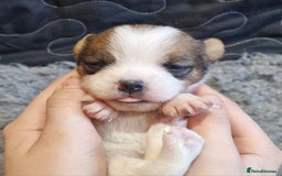 Jack Russell dogs for sale: kC Reg Jack Russell Pups, DNA Health Tested - Image 14