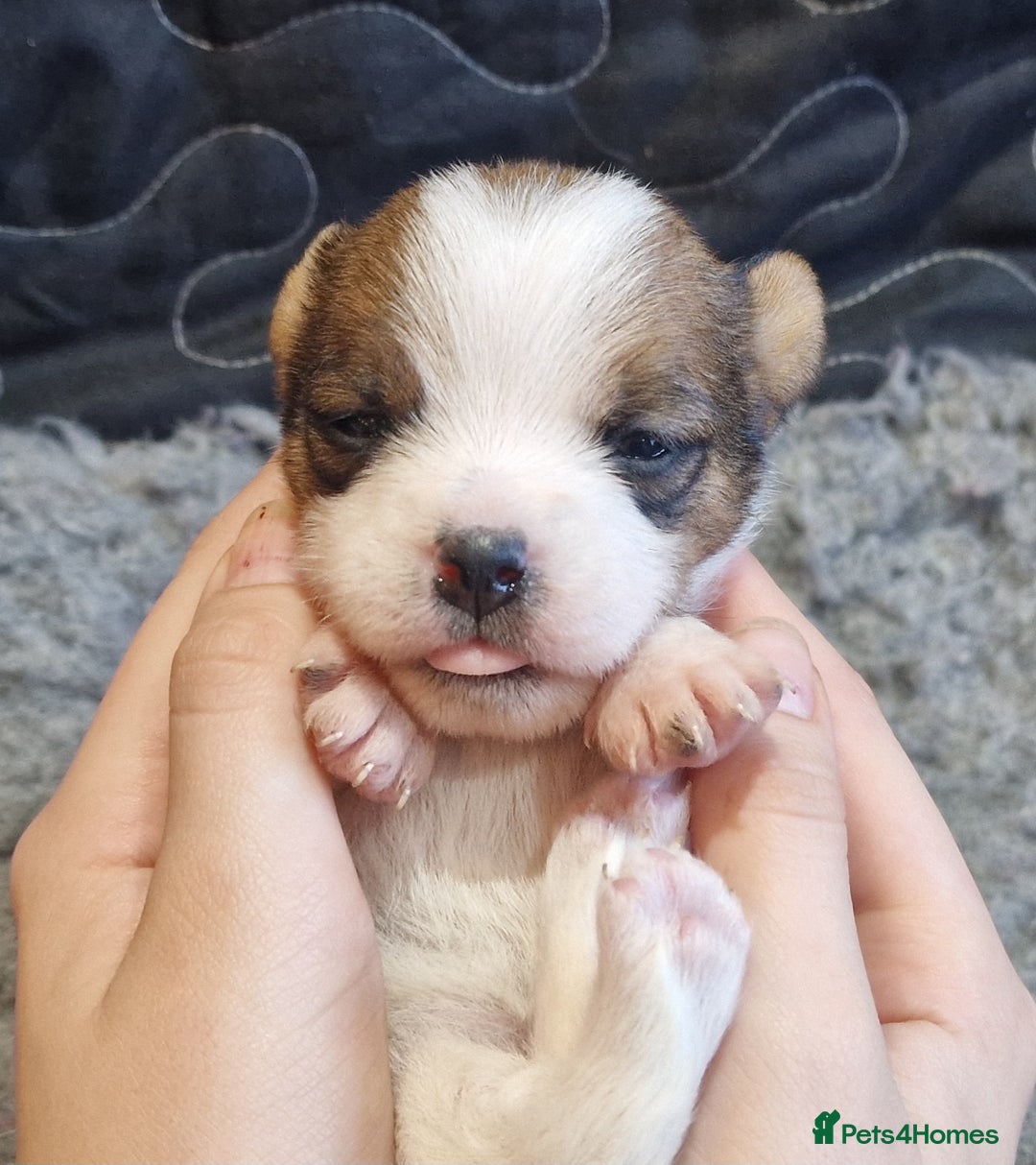 Jack Russell dogs for sale: kC Reg Jack Russell Pups, DNA Health Tested - Image 14