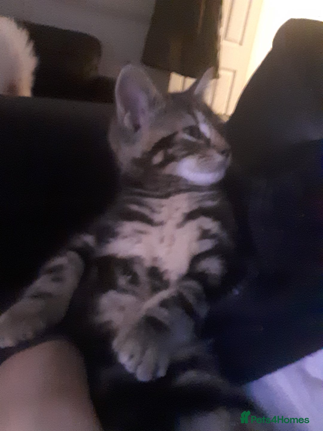 Mixed Breed cats for sale: 1 beautiful tabby boy and 1 grey short-haired boy - Advert 5