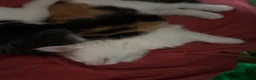 Mixed Breed cats for sale: Female long hair kittens in Southampton - Advert 11