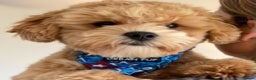 Maltipoo dogs for stud: Maltipoo Stud in Trowbridge - Advert 1