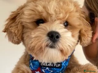 Maltipoo dogs Maltipoo Stud in Trowbridge - Advert 1