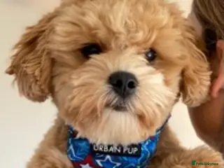 Maltipoo dogs Maltipoo Stud in Trowbridge - Advert 2