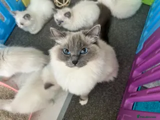 Ragdoll cats Gorgeous Ragdoll kittens READY NOW - Advert 3