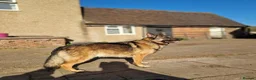 German Shepherd dogs for sale: Stunning german shepherd  - Advert 7