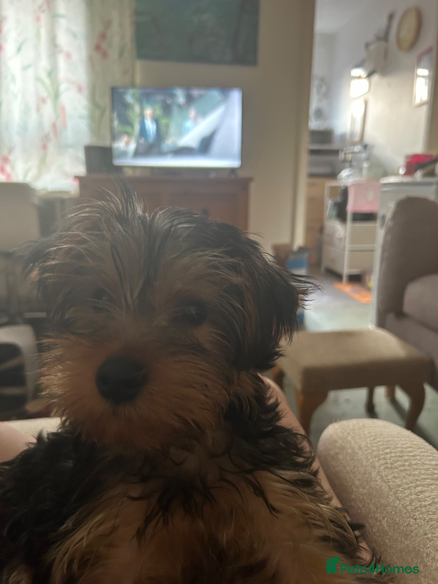 Yorkshire Terrier dogs Yorkie - Advert 1
