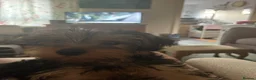 Yorkshire Terrier dogs for sale: Yorkie - Advert 1