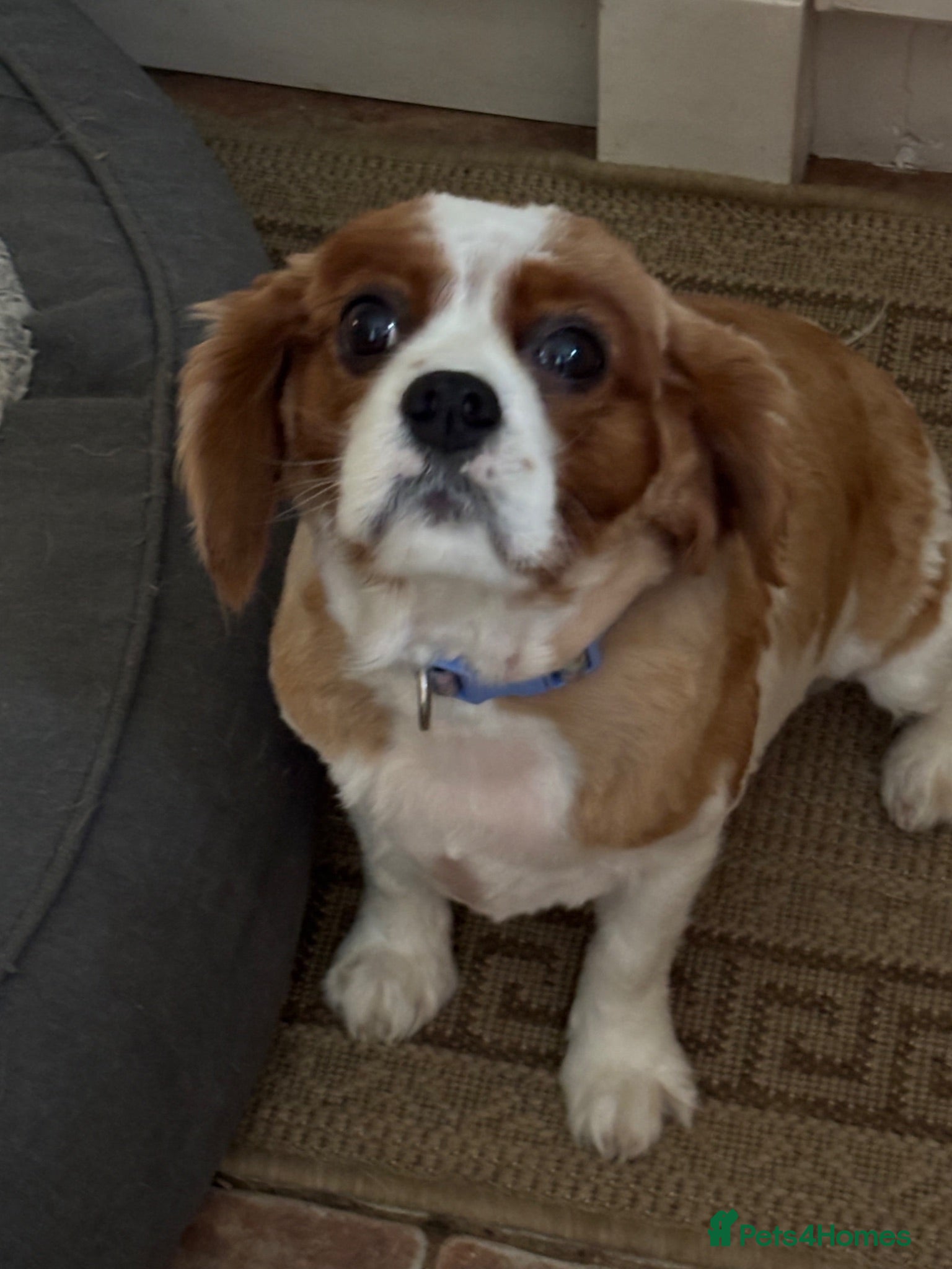 Cavalier King Charles Spaniel dogs Cavalier girl  - Advert 2