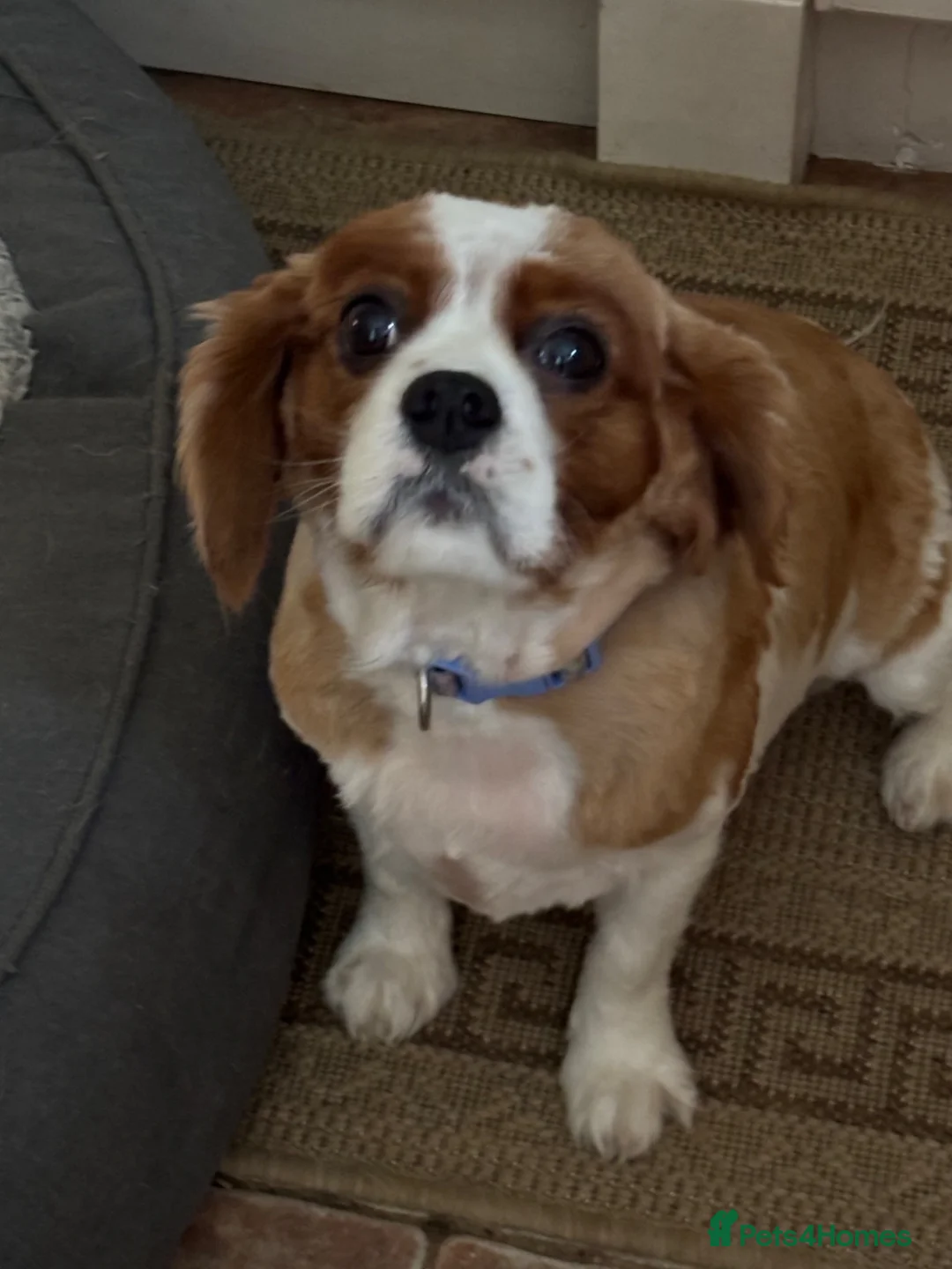 Cavalier King Charles Spaniel dogs for sale: Cavalier girl  - Advert 1