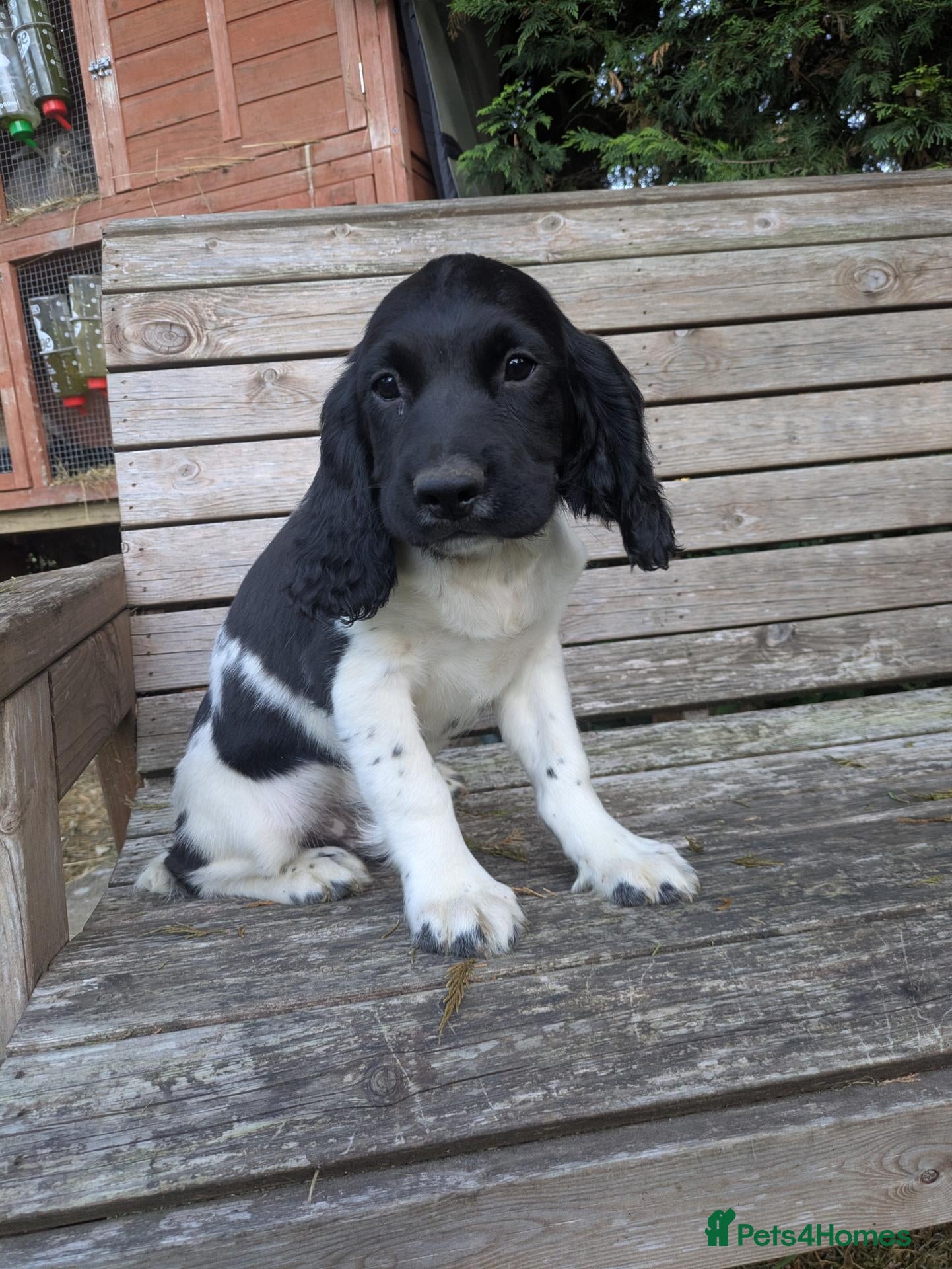 English Springer Spaniel dogs Ready to go! 1st vaccines Traditional KC reg  - Advert 3