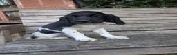 English Springer Spaniel dogs for sale: Ready to go! 1st vaccines Traditional KC reg  - Advert 1