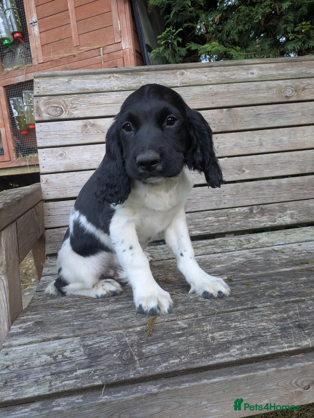 English Springer Spaniel dogs for sale: Ready to go! 1st vaccines Traditional KC reg  - Advert 1