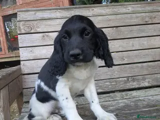 English Springer Spaniel dogs Ready to go! 1st vaccines Traditional KC reg - Advert 3
