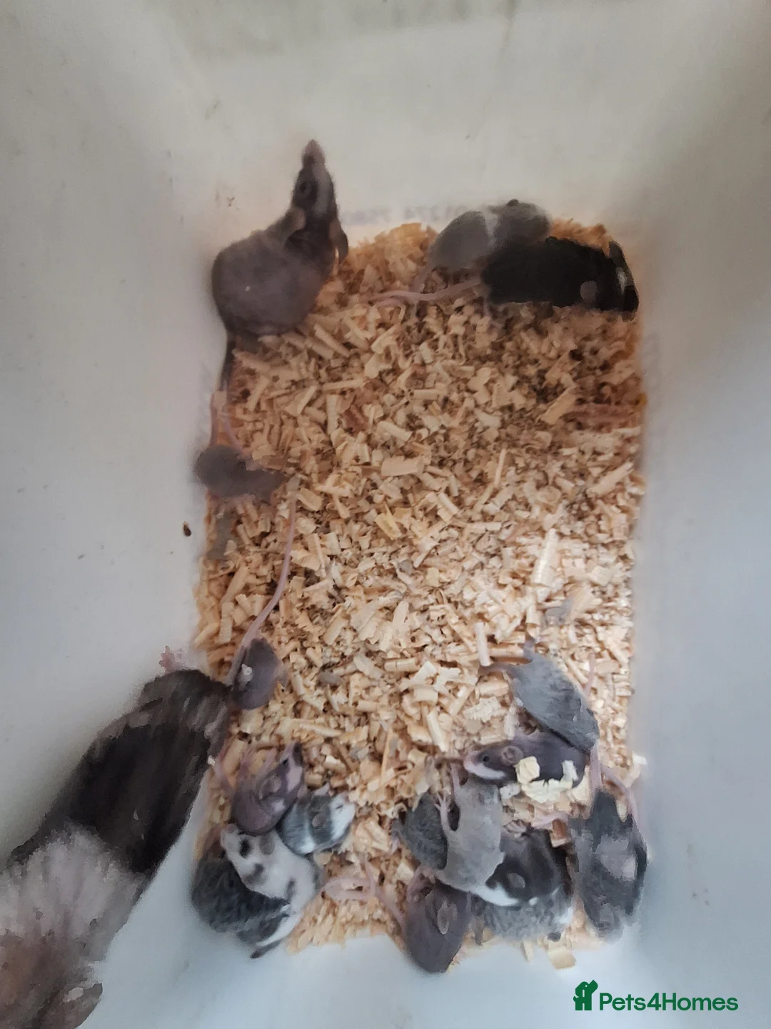 Mouse rodents for sale: Fancy pet mice for sale  - Advert 8