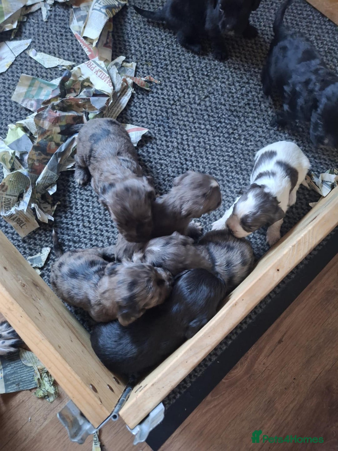 English Springer Spaniel dogs for sale: 8 beautiful english springer spaniels - Image 1