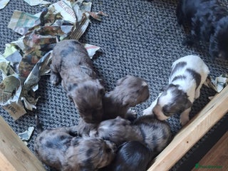English Springer Spaniel dogs - Advert 12