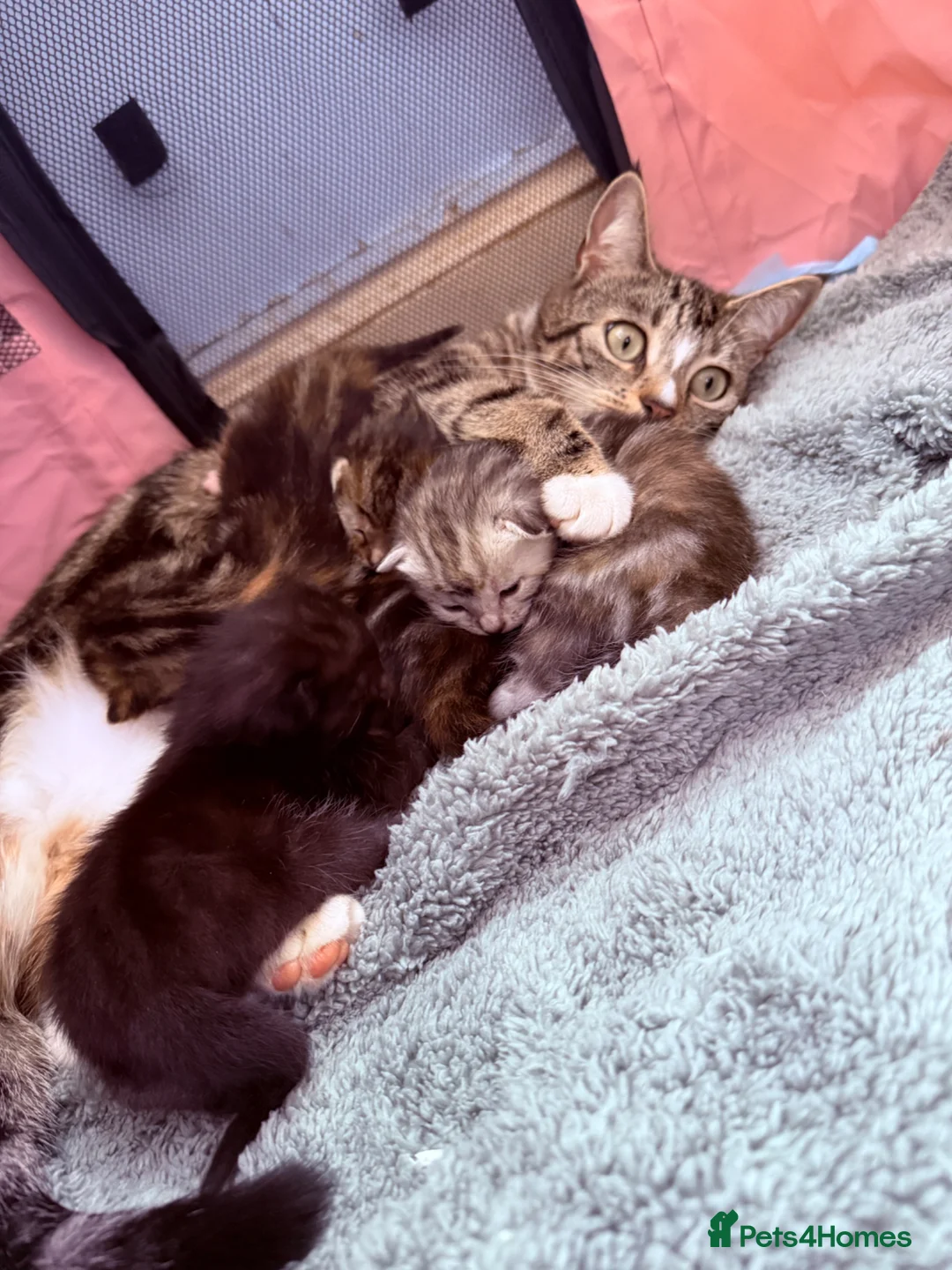 Domestic Shorthair cats for sale: 4 beautiful tabby kittens.   - Advert 20