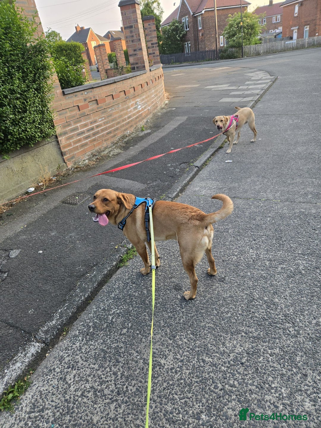 Labrador Retriever dogs for sale: ✨ Golden Retriever Puppies – Ready 4 Sept ✨ - Image 16