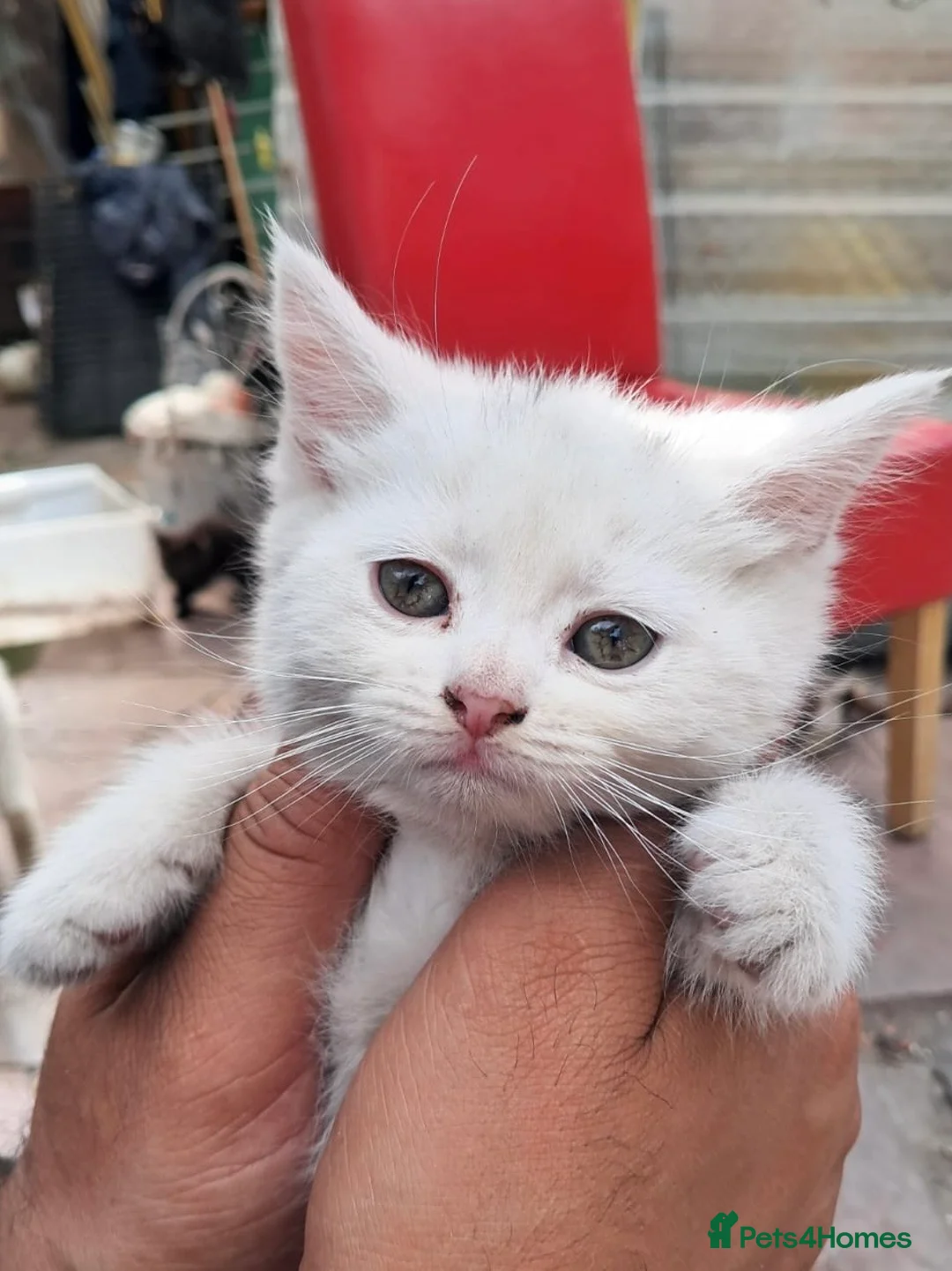 Turkish Van cats for sale: 6 Beautiful Kittens Looking for Loving Homes 🐾 - Advert 15