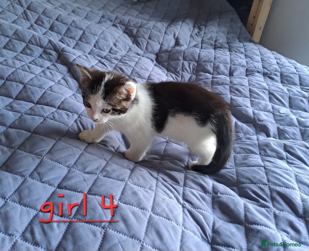 Domestic Shorthair cats for sale: 3 gorgeous kittens for sale - Advert 17