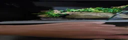 Gecko reptiles for sale: Male Leopard gecko  in Aberdare - Advert 4