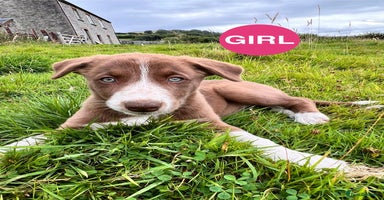 Border Collie dogs - Advert 8