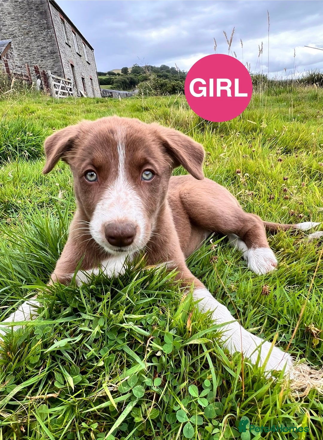 Border Collie dogs for sale: Border Collie pups looking for their forever home - Image 3