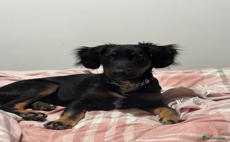 Mixed Breed dogs German Shep x cocker spaniel(show )  - Advert 7