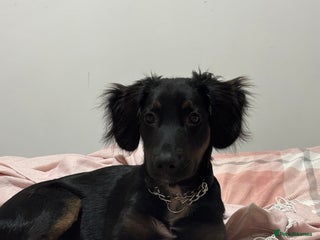 Mixed Breed dogs German Shep x cocker spaniel(show ) - Advert 12