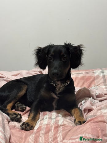 Mixed Breed dogs German Shep x cocker spaniel(show ) - Advert 2