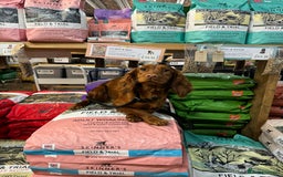 Cockapoo dogs for sale: Fox Red Super Quality Cockapoos - Image 17