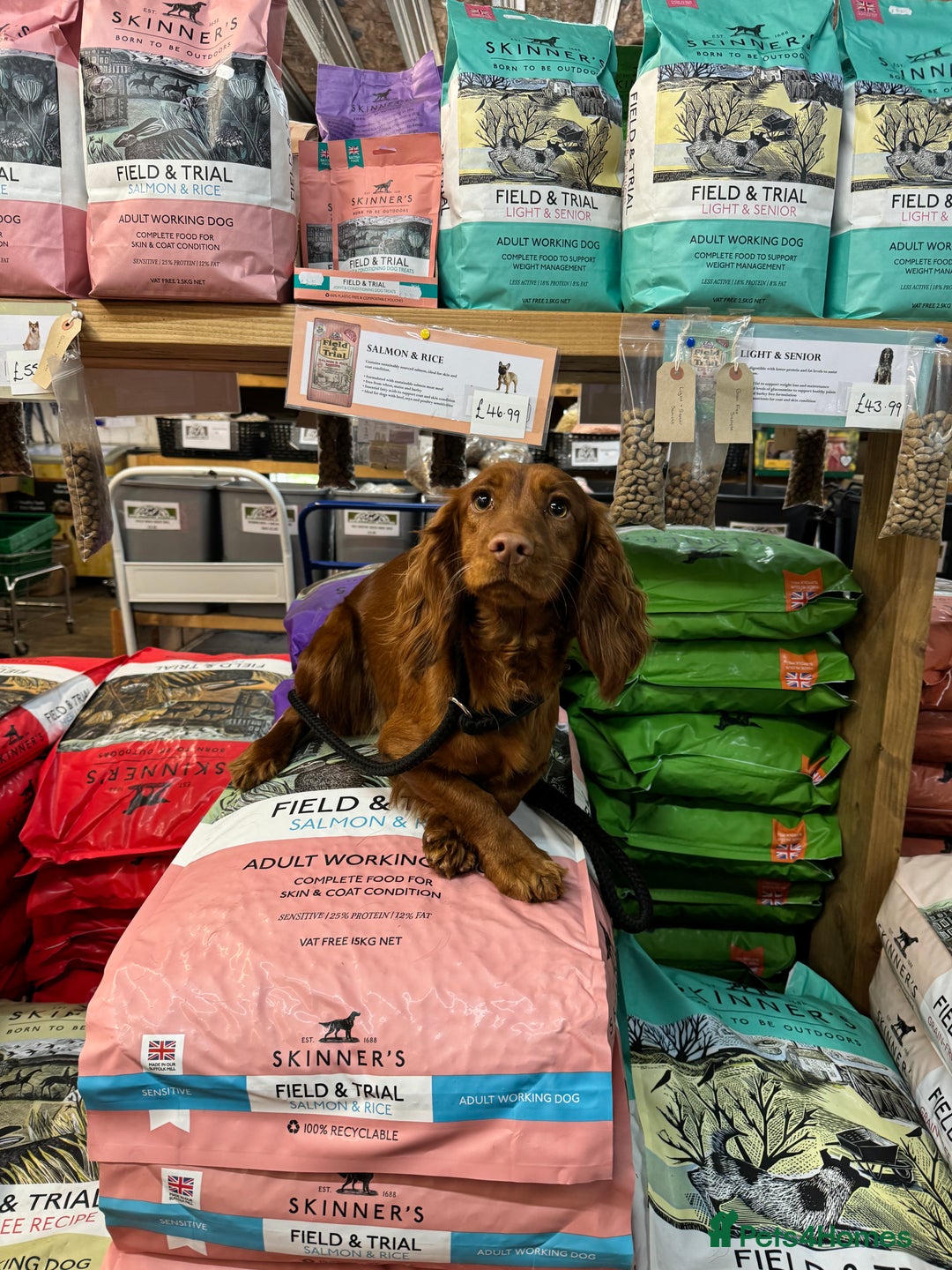 Cockapoo dogs for sale: Fox Red Super Quality Cockapoos - Image 17