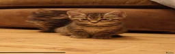 Bengal cats for sale: One bengal kitten and one Norwegian forest kitten - Advert 2