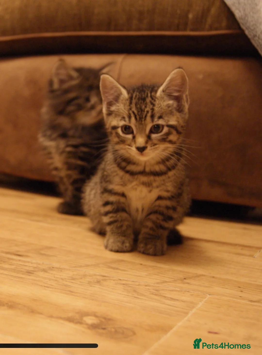 Bengal cats for sale: One bengal kitten and one Norwegian forest kitten - Advert 2