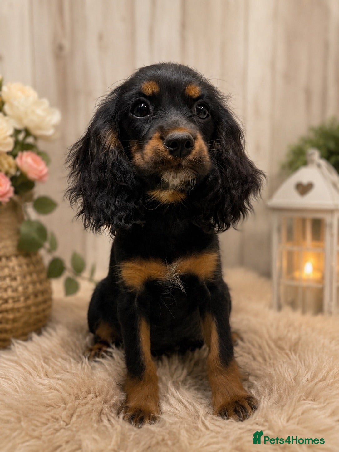 Cockalier dogs Beautiful litter ready to leave now 💕 - Advert 1