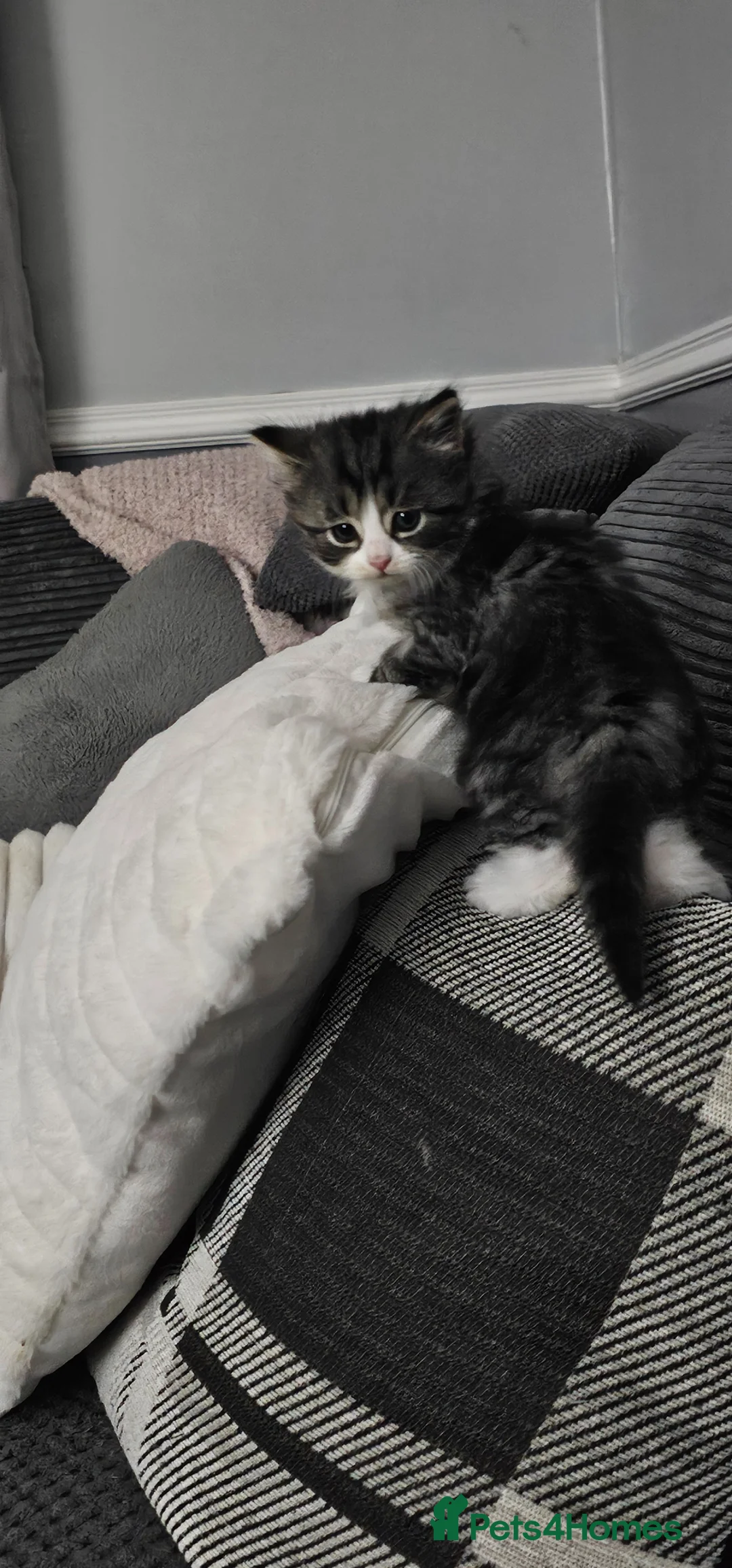 Mixed Breed cats for sale: Georgeous long haired female kitten - Advert 1