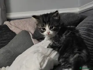 Mixed Breed cats Georgeous long haired female kitten - Advert 5